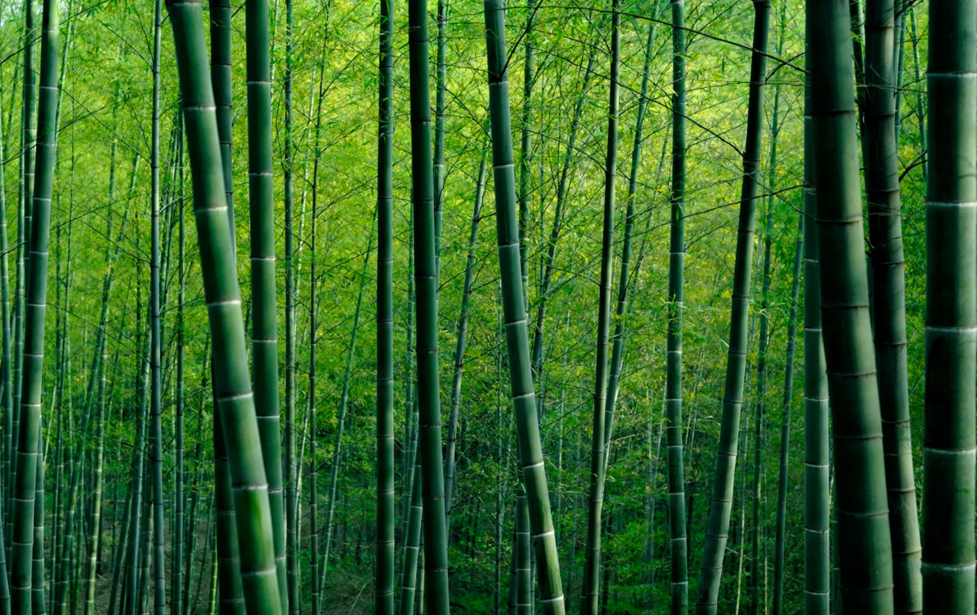 Bamboo biomass energy production in Suriname
