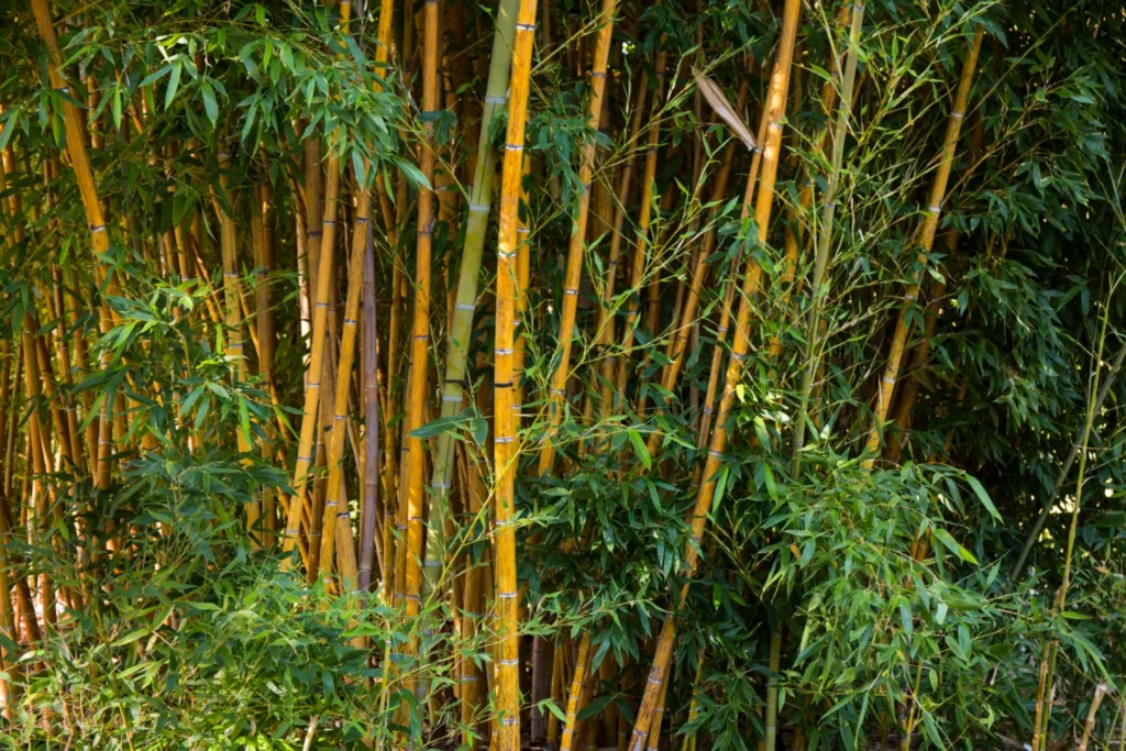 Sustainable bamboo construction materials by SUBACO