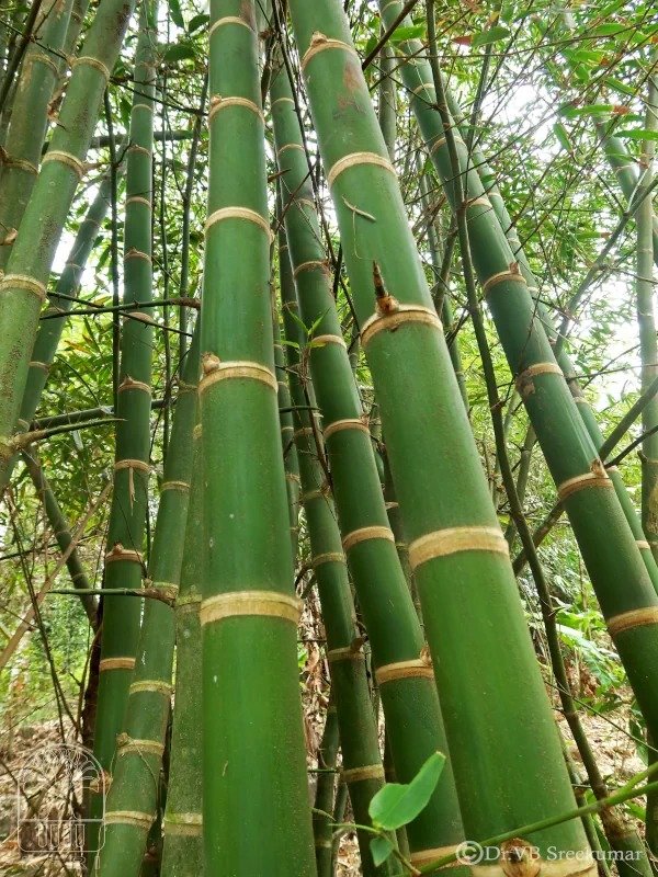 SUBACO team at bamboo forest site in Suriname
