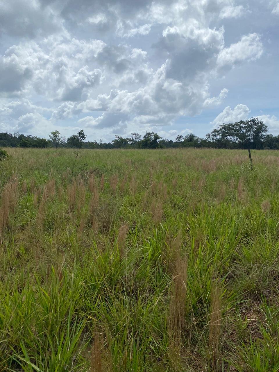 SUBACO bamboo plantation field view