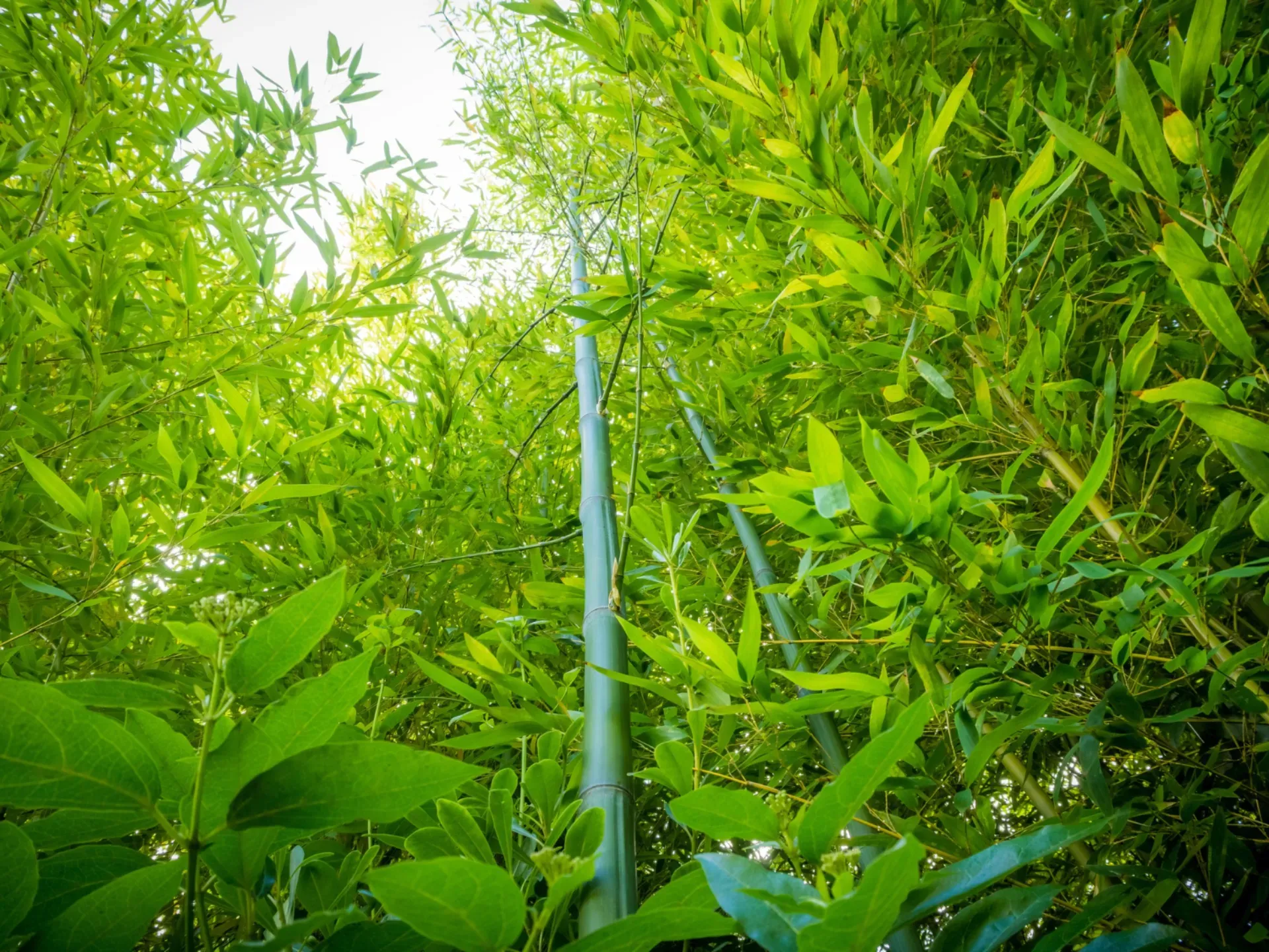 Bamboo forest in Suriname — SUBACO plantation site